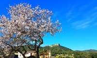 Mandelblüte_1 Portocolom - <a href='/Downloads/185/Mandelbl-te-1-Portocolom.html'>Bild herunterladen</a>