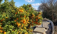 Mandelblüte_3 - <a href='/Downloads/188/Mandelbl-te-3.html'>Bild herunterladen</a>